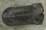 Morocconites Trilobite Fossil With Gerastos - Ofaten, Morocco #310632-3